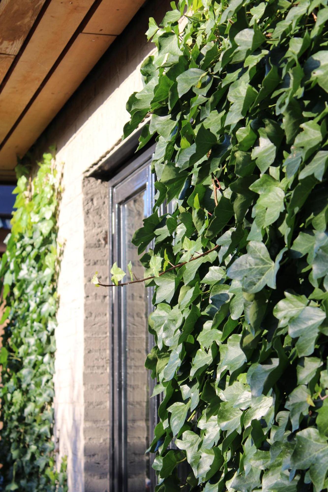Tiny House In De Boomgaard Acomodação com café da manhã Stad aan 't Haringvliet Exterior foto